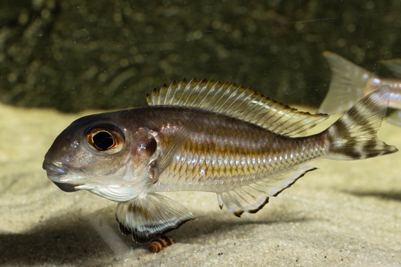 Xenotilapia caudafasciata
